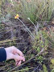 Jacksonia restioides