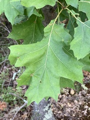 Stigmella quercipulchella