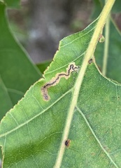 Stigmella quercipulchella