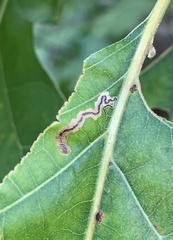 Stigmella quercipulchella