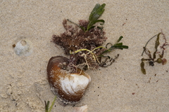 Eucrassatella donacina