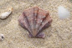 Notochlamys hexactes