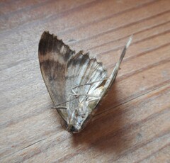 Charissa glaucinaria