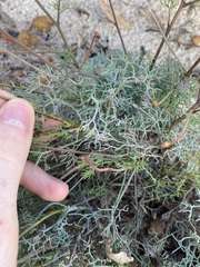Stirlingia simplex