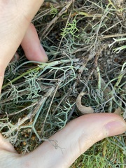 Stirlingia simplex