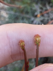 Stirlingia simplex