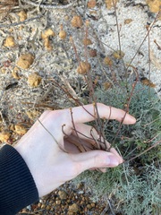 Stirlingia simplex