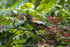 Dendrocitta vagabunda