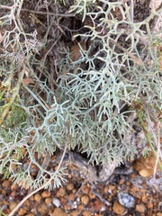 Stirlingia simplex