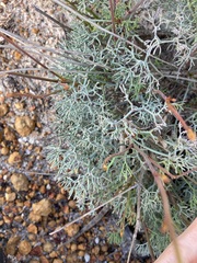 Stirlingia simplex
