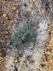 Stirlingia simplex