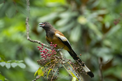 Dendrocitta vagabunda