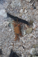 Gaetice depressus