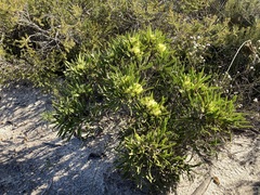 Hakea eneabba