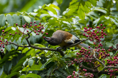 Dendrocitta vagabunda