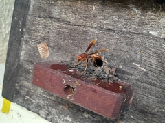 Polistes canadensis