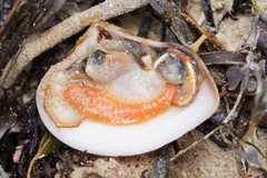 Eucrassatella donacina