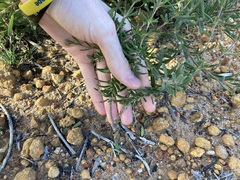 Boronia scabra scabra