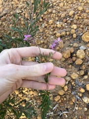 Boronia scabra scabra