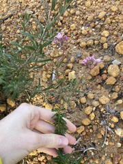 Boronia scabra scabra