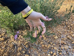 Boronia scabra scabra