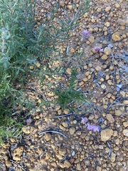 Boronia scabra scabra