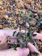 Androcalva pulchella