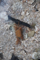 Gaetice depressus