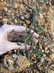 Androcalva pulchella