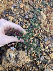 Androcalva pulchella