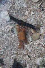 Gaetice depressus