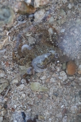 Gaetice depressus