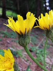 Crepis conyzifolia