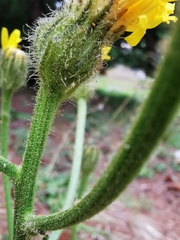Crepis conyzifolia