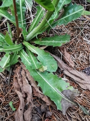 Crepis conyzifolia