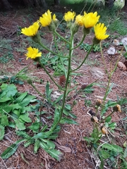Crepis conyzifolia