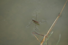 Limnoporus notabilis