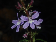 Scaevola glandulifera