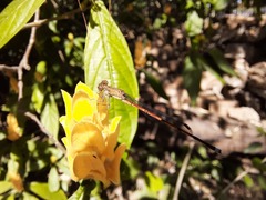 Oxyagrion