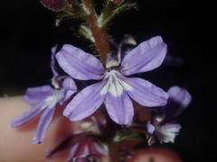 Scaevola glandulifera