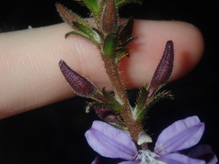 Scaevola glandulifera