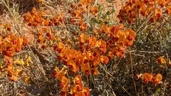 Swainsona stipularis