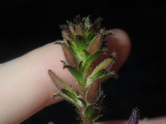 Scaevola glandulifera
