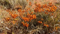 Swainsona stipularis