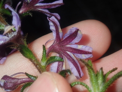 Scaevola glandulifera