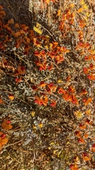 Swainsona stipularis