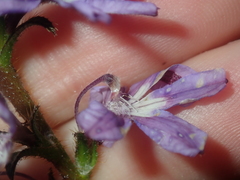Scaevola glandulifera