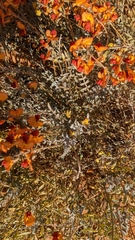 Swainsona stipularis