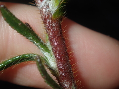 Scaevola glandulifera