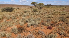 Swainsona stipularis